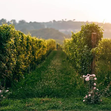 Conti Thun Wine Puegnago del Garda